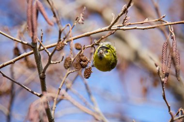 (Emberiza citrinella) bir ağacın dallarında beslenen