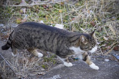 Parkta başıboş bir kedi.