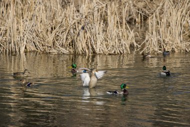 Nehirde yüzen ördekler