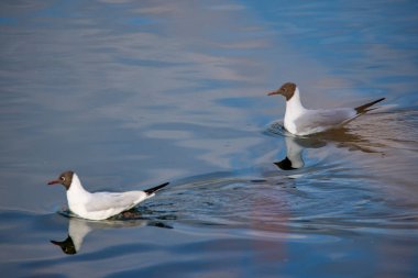 Bir martı nehirde süzülür.