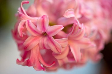 Arka planda bulanıklık olan bahar çiçeğini kapat