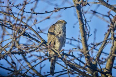 Bir ağacın dallarında duran Avrasya Şahini
