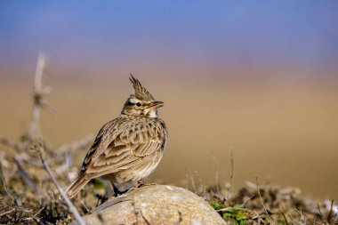 Avrasya tarlakuşu - Alauda arvensis, Alaudidae familyasından bir kuş türü.