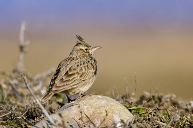 Avrasya tarlakuşu - Alauda arvensis, Alaudidae familyasından bir kuş türü.