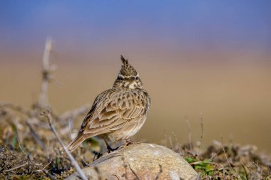 Avrasya tarlakuşu - Alauda arvensis, Alaudidae familyasından bir kuş türü.