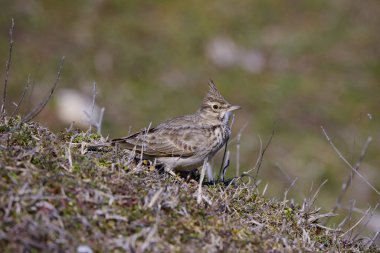 Avrasya tarlakuşu - Alauda arvensis, Alaudidae familyasından bir kuş türü.