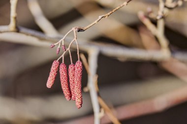 bulanık arkaplanı olan alder ağaç goncaları