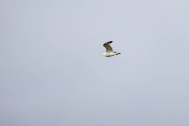 Martı gökyüzüne doğru uçuyor