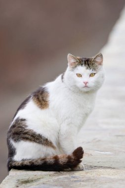 Güzel bir kedinin portresini yakından çek.