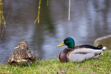 Doğal ortamdaki vahşi ördek Gölün kıyısında