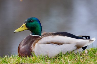 Doğal ortamdaki vahşi ördek Gölün kıyısında