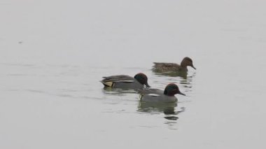 Bir gölün üzerindeki vahşi ördekler