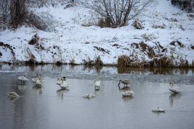 Kış günü sudaki kuşlar