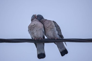 Bir çift vahşi güvercin birbirlerine göz kulak oluyorlar.