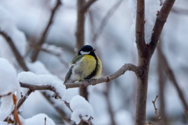 a tit on snowy tree branches on a spring day