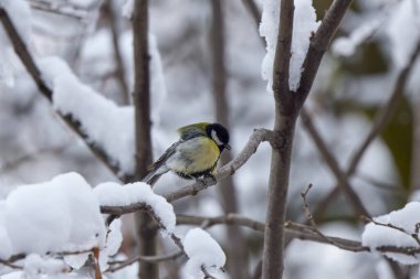 a tit on snowy tree branches on a spring day