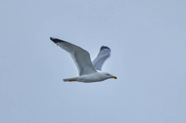 gökyüzünde uçan bir martı portresi