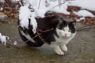 Karlı bir dalın altında oturan bir kedi.