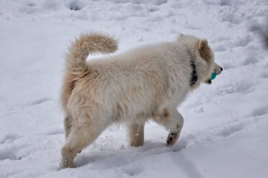 Güzel Samoyed köpeği karda oynuyor.