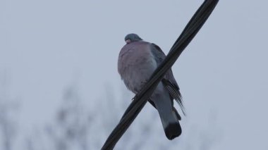 Vahşi bir güvercin canlı bir telin üzerinde oturuyor.