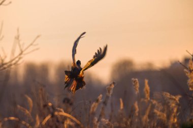 Erkek (Phasanius colchicus) gün batımında arkadan görülmektedir.