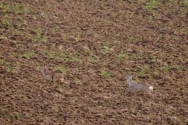 Bir bahar günü tarlada sürülen bir geyik.