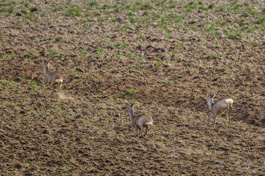 Bir bahar günü tarlada sürülen bir geyik.
