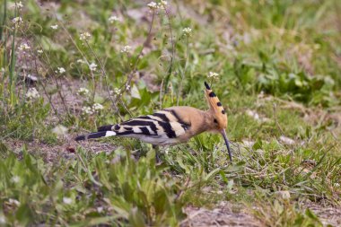 (Upupa epops), yerde oturan ve yiyecek arayan