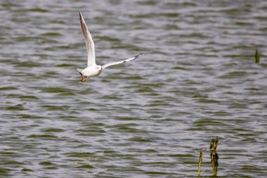 Güzel bir martı gölün üzerinde uçuyor.