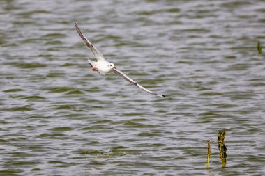 Güzel bir martı gölün üzerinde uçuyor.