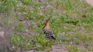 (Upupa epops), yerde oturan ve yiyecek arayan