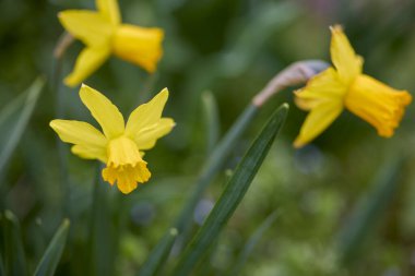 Narcissus Brackenhurst, bahçıvanda yetişen çiçek.