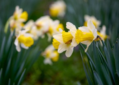 Bahar Narcissus çiçeği arkaplanı. Bahar narsisleri çiçek açar. Bahçedeki Narcissus çiçekleri.