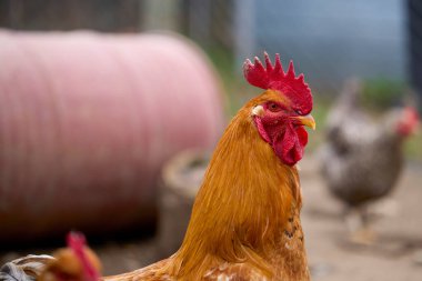 Kırsal bir çiftlikte yetiştirilmiş tavuklar.