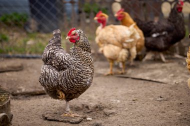 Kırsal bir çiftlikte yetiştirilmiş tavuklar.