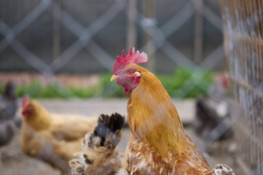 Kırsal bir çiftlikte yetiştirilmiş tavuklar.