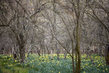 Eski bir meyve bahçesinin ağaçlarının arasında sarı nergisler olan bir bahçe.