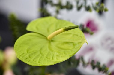 Yeşil flamingo çiçeği (Anthurium andraeanum cv yeşil elf)