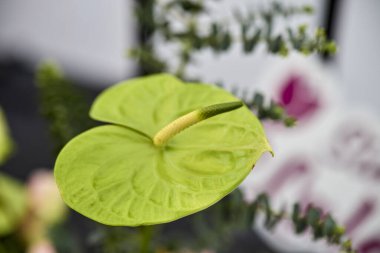 Yeşil flamingo çiçeği (Anthurium andraeanum cv yeşil elf)