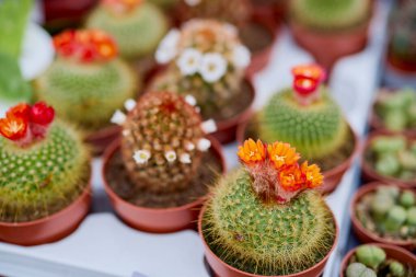 Seçici odaklı güzel çiçekli kaktüs bitkisi