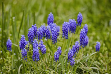 Muscari çim closeup içinde mavi çiçekler