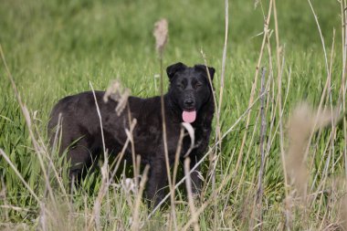 Terk edilmiş bir köpek çayırda yatıyor..