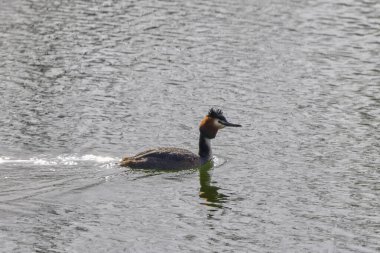 (Podiceps kristali) Bir bahar günü bir gölde yüzmek