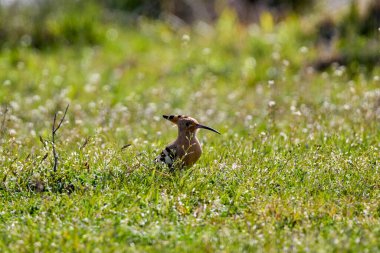 Bir bahar günü çimenlerde oturur (Upupa epops)