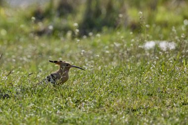 Bir bahar günü çimenlerde oturur (Upupa epops)