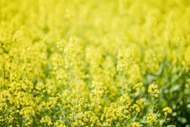 Çiçek açan bir kolza tohumu tarlası