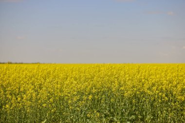 Çiçek açan bir kolza tohumu tarlası