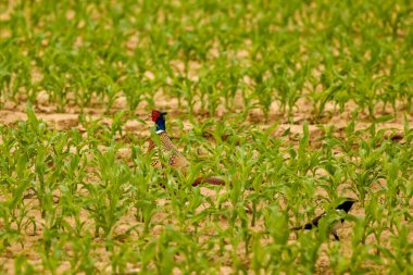(Phasanius Colchicus, bir yaz günü tarlada bir erkek.