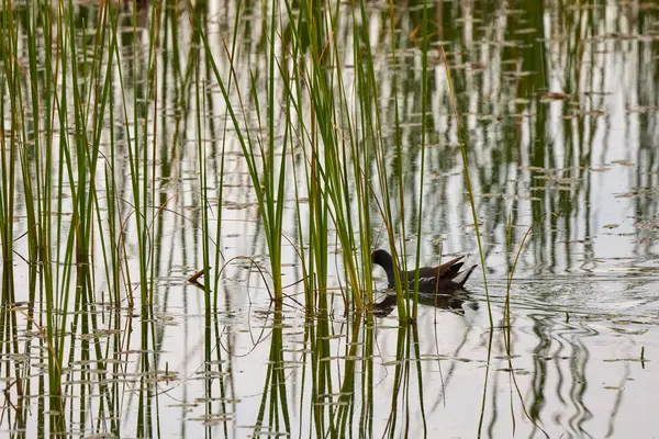 Gölde sıradan bir gallinule resmi