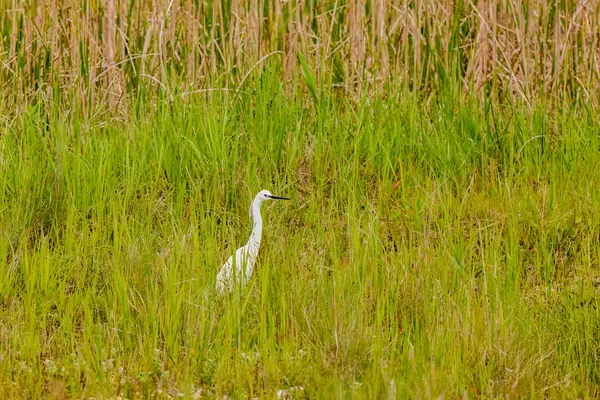 Beyaz balıkçıl gölün yakınındaki çimlerde.